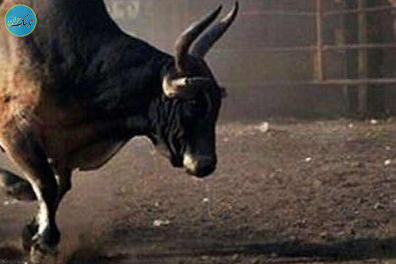 قدرت حیرت‌انگیز یک گاو نر وحشی و چپ کردن یک خودرو!