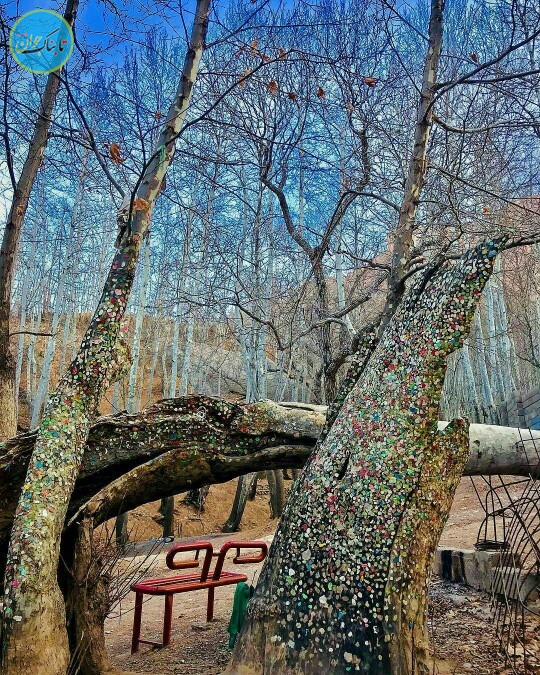 درخت آدامسی