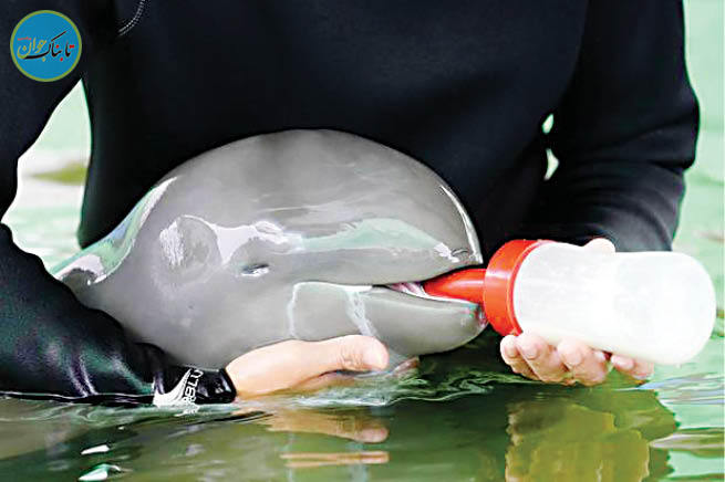 نجات بچه دلفین از مرگ با شیشه شیر نجات بچه دلفین از مرگ با شیشه شیر