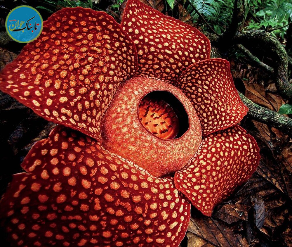 رافلزیا آرنولدی