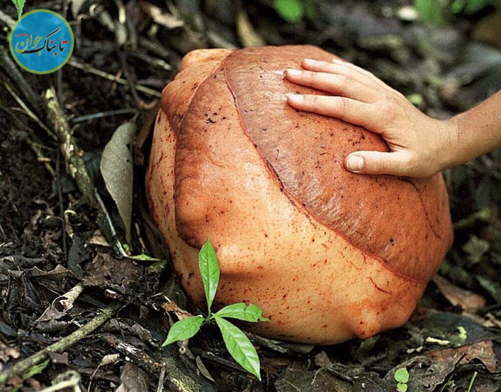 بزرگترین گل دنیا شکوفه داد/ عکس