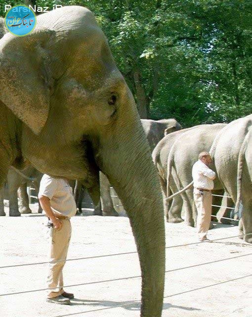 ۱۱ خطای دید جالب با توضیح / خود را محک بزنید! خطای دید جالب