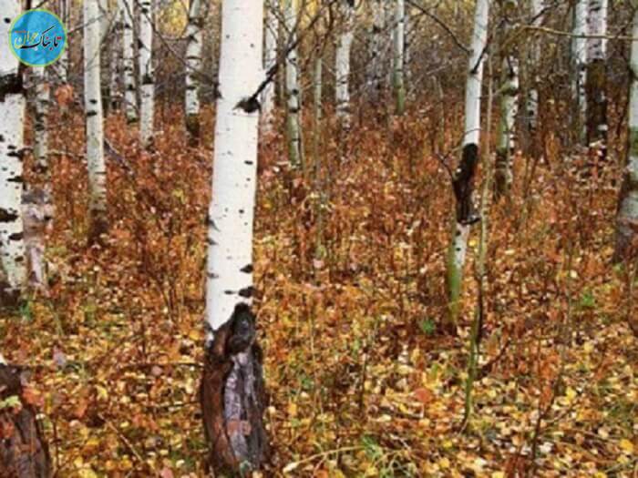 حدس تصویر با جواب