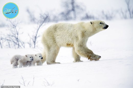 حرکت جالب یک خرس قطبی برای جلوگیری از شکسته شدن یخ‌های قطب