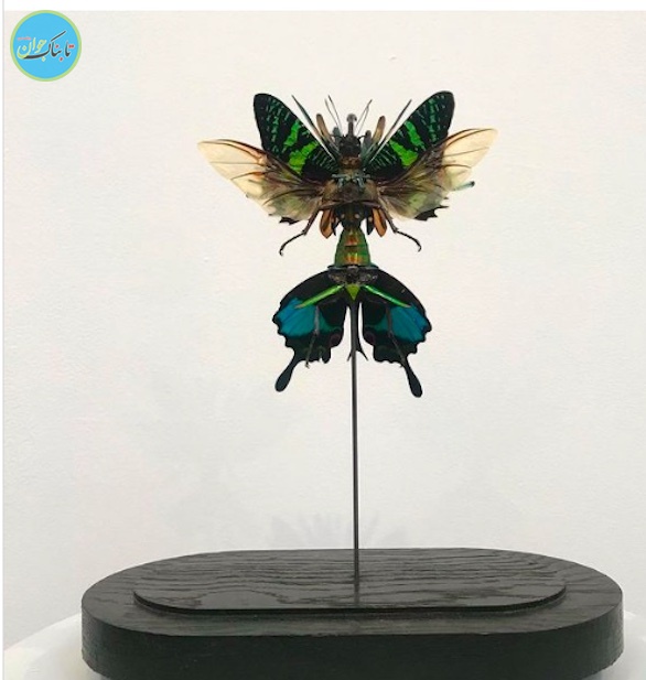 مجسمه حشرات مجسمه حشرات
