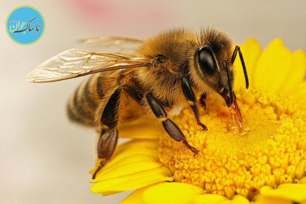 زنبور عسل