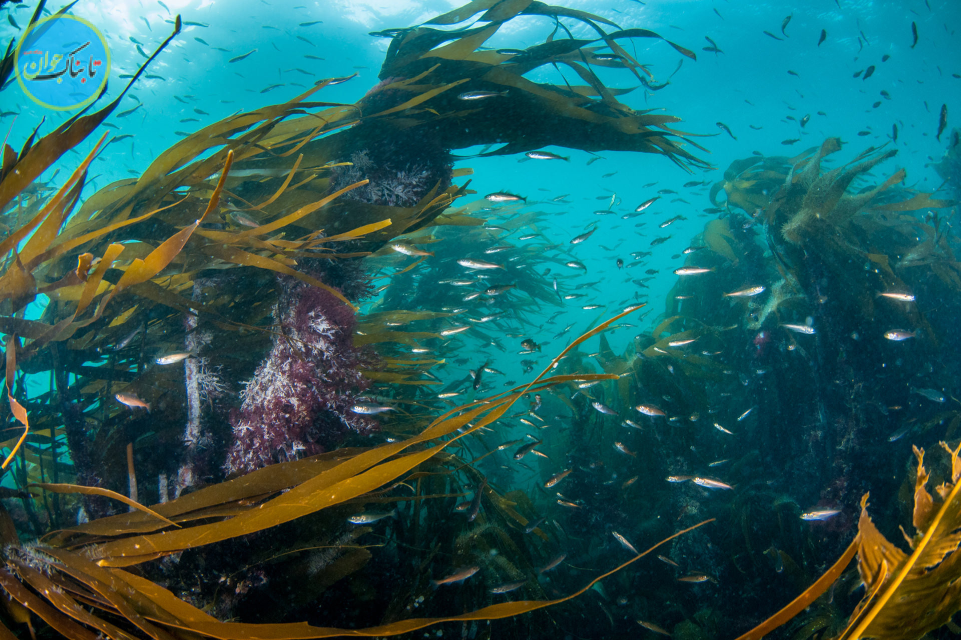 تصاویر عجیب از عجیب ترین جنگل زیرابی دنیا