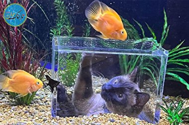 لحظه نوازش گربه توسط ماهی با محبت