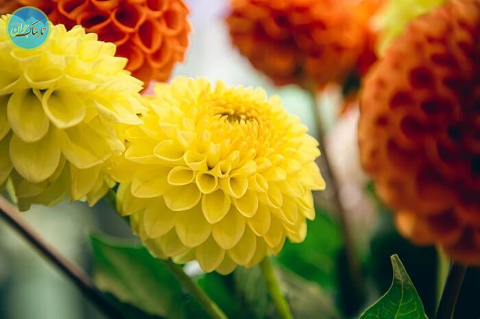 روانشناسی رنگ زرد و نارنجی