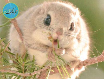 ویدیویی از خط و نشان عجیب یک سگ به سنجاب بی‌گن