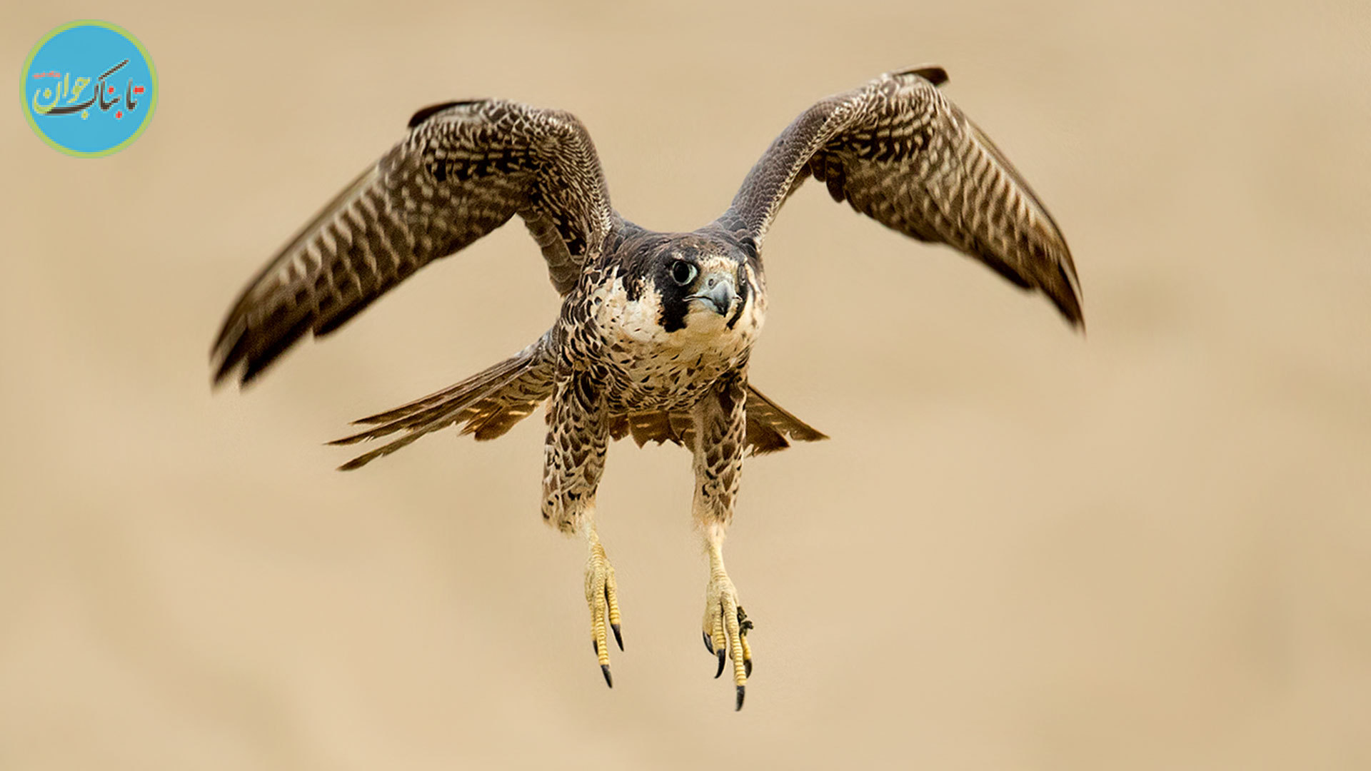 سرقت شاهین از یک جغد در آسمان