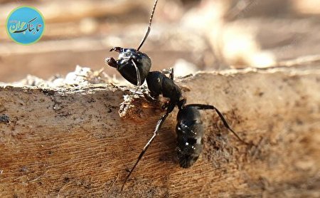 توانایی خارق‌العاده مورچه ها در نابودی قدرت جاذبه زمین  