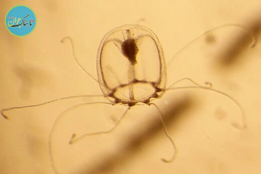 عروس دریایی