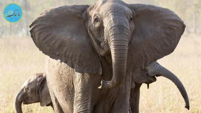 کشف فیل ۱۲ هزار ساله عجیب و غریب