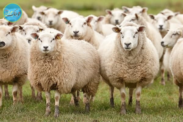 گوسفندان
