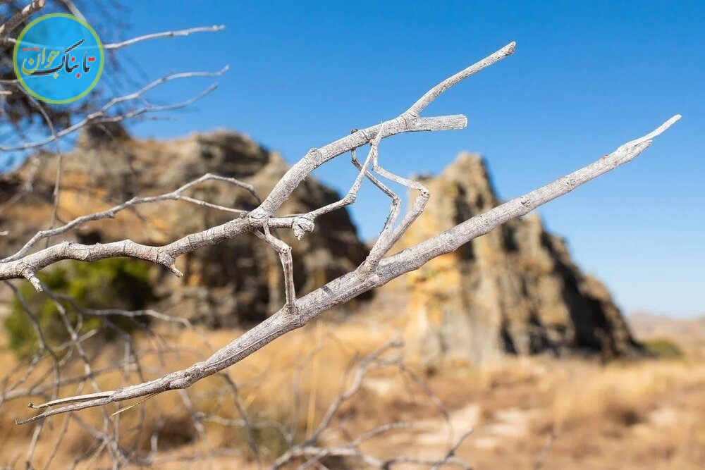 تصویر نامرئی‌ ترین حیوان دنیا شکار شد! + عکس