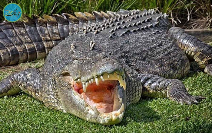 کروکودیل