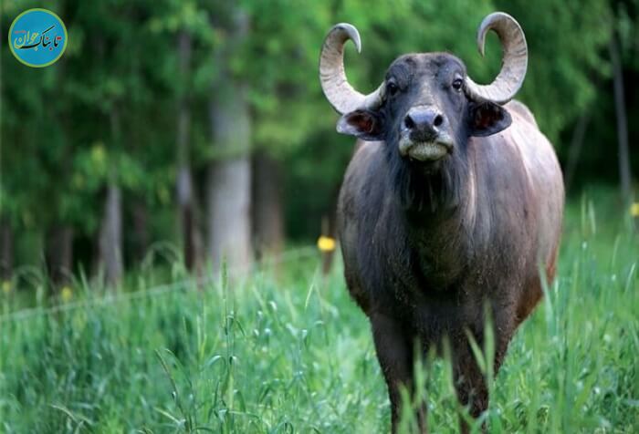 گاو میش آسیایی