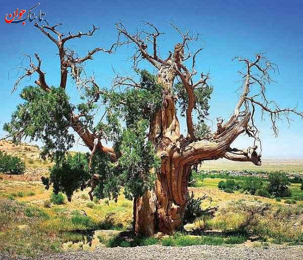 درخت نوش کهنسالترین درخت ایران کجاست؟ + نام قدیمیترین درختان کشور