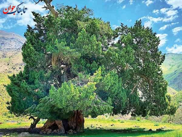 کهنسال‌ترین درخت ایران کجاست؟ + نام قدیمی‌ترین درختان کشور