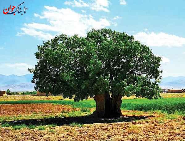 کهنسال‌ترین درخت ایران کجاست؟ + نام قدیمی‌ترین درختان کشور