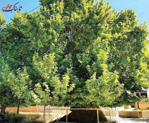 درخت تنگ چنار کهنسالترین درخت ایران کجاست؟ + نام قدیمیترین درختان کشور