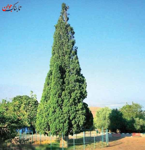 سرو هرزویل کهنسالترین درخت ایران کجاست؟ + نام قدیمیترین درختان کشور