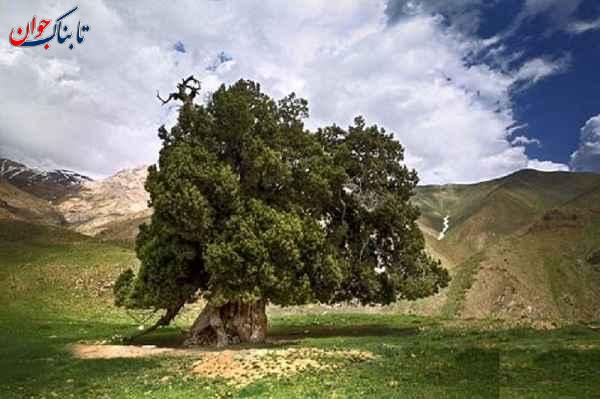 درخت ارس شهرستانک کهنسالترین درخت ایران کجاست؟ + نام قدیمیترین درختان کشور
