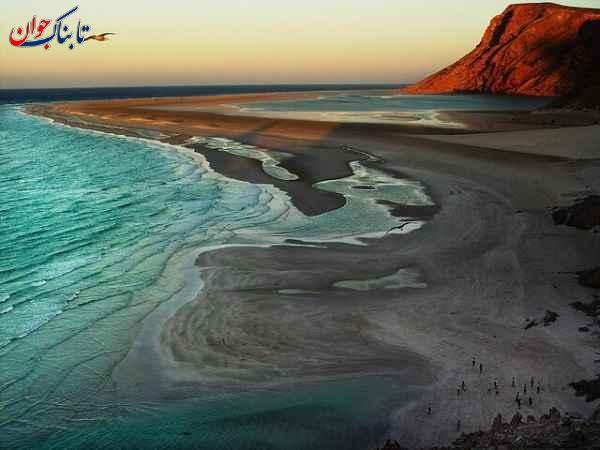 درخت خون اژدها کجاست؟ + علت نامگذاری و نحوه کاشت