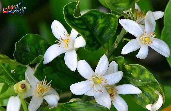 شهر بهارنارنج لقب کدام شهر است؟