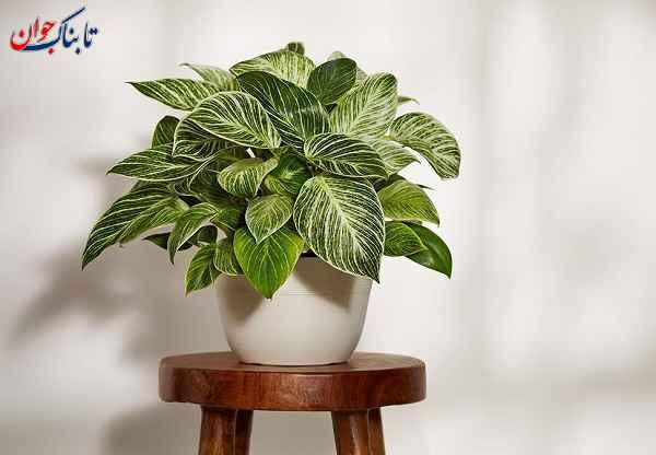 ۳ گیاه آپارتمانی محبوب سال ۲۰۲۴ + عکس و روش نگهداری