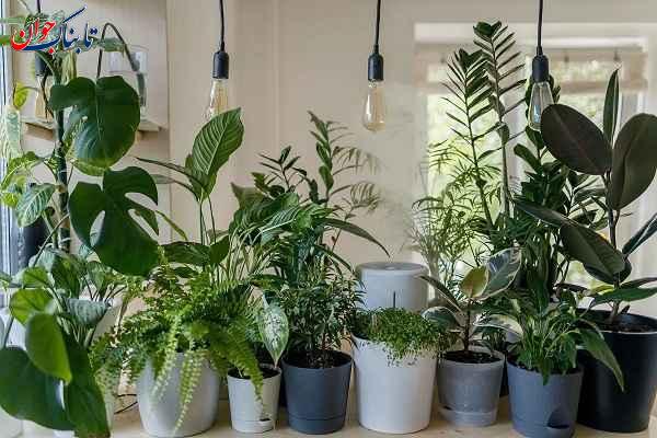 گیاهان آپارتمانی پرطرفدار ۲۰۲۴