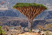 درخت خون اژدها کجاست؟ + علت نامگذاری و نحوه کاشت