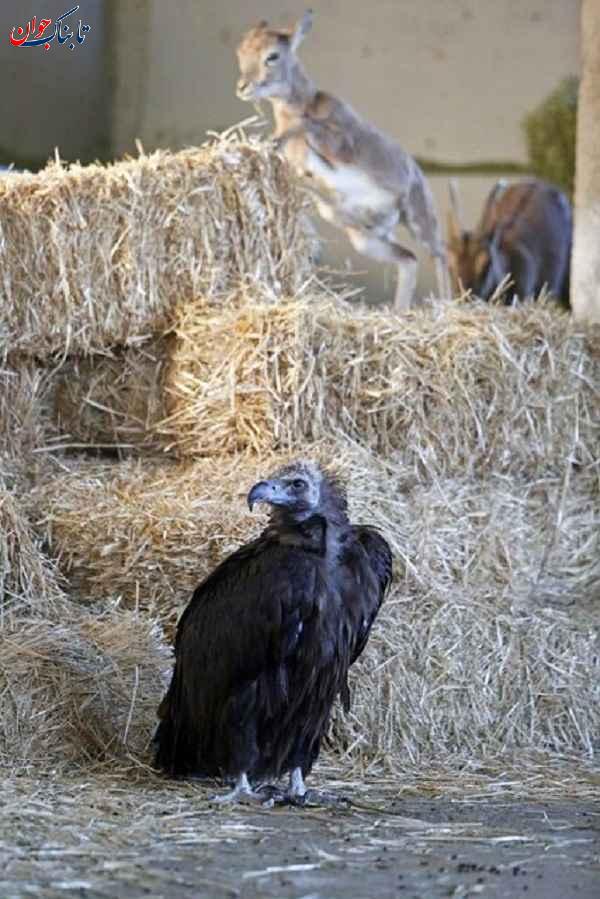 ساکنان عجیب خانه یک مرد ایرانی! + تصاویر