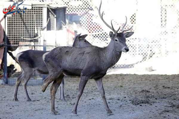 ساکنان عجیب خانه یک مرد ایرانی! + تصاویر
