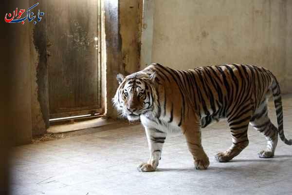ساکنان عجیب خانه یک مرد ایرانی! + تصاویر