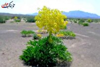 آنغوزه چیست و چه خواصی دارد؟ + طریقه مصرف و مضرات