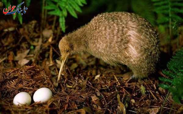 حیوان کیوی کیوی از کدام کشور است؟ + تاریخچه ورود به ایران