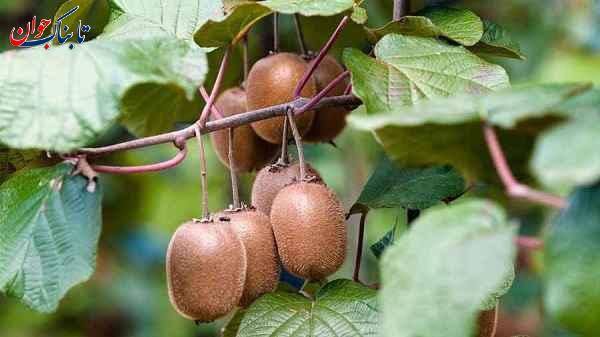 درخت کیوی کیوی از کدام کشور است؟ + تاریخچه ورود به ایران