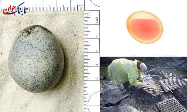 تخم مرغ ۱۷۰۰ ساله را ببینید + عکس