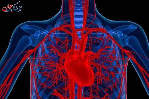 رگ های بدن طول رگ های انسان چقدر است؟ + حقایق جالب