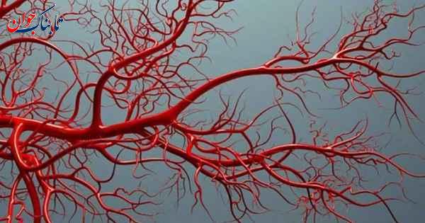 رگ های خونی طول رگ های انسان چقدر است؟ + حقایق جالب