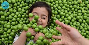 فرق آلوچه و گوجه سبز / گوجه سبز رسیده چه می شود؟