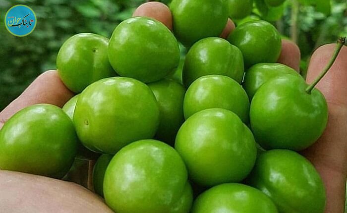 گوجه سبز