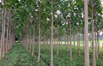 دلایل جرم بودن کاشت یک درخت در ایران