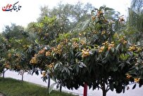 حقیقتی ترسناک درباره دانه ازگیل