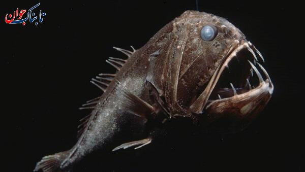 ماهی کله چاق شبیه انسان! + ماهی های عجیب