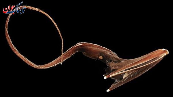 ماهی کله چاق شبیه انسان! + ماهی های عجیب