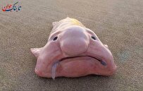 چهره خاص ماهی های عجیب و ترسناک!