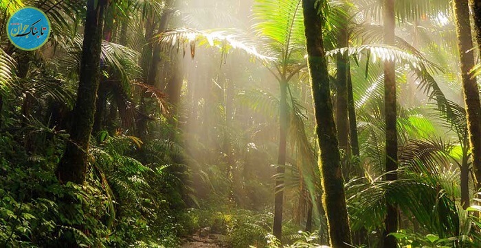 جنگل ملی ال یونگه (El Yunque National Forest)